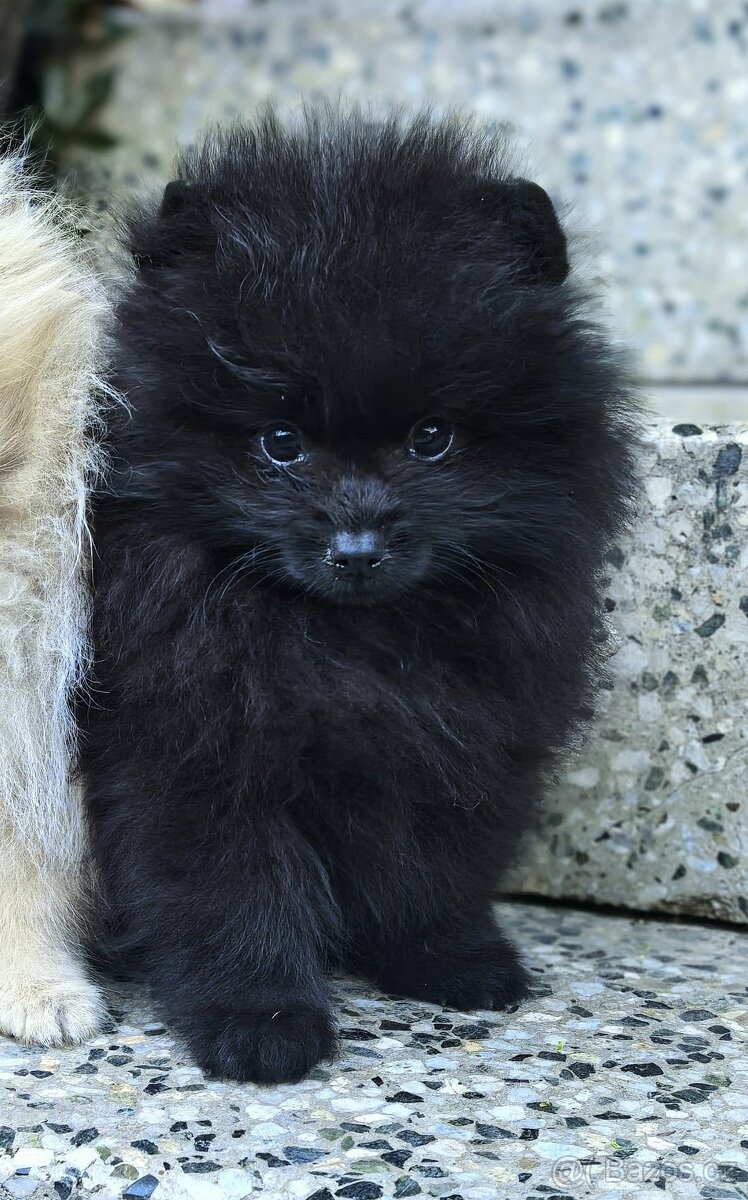 Pomeranian s PP - 2