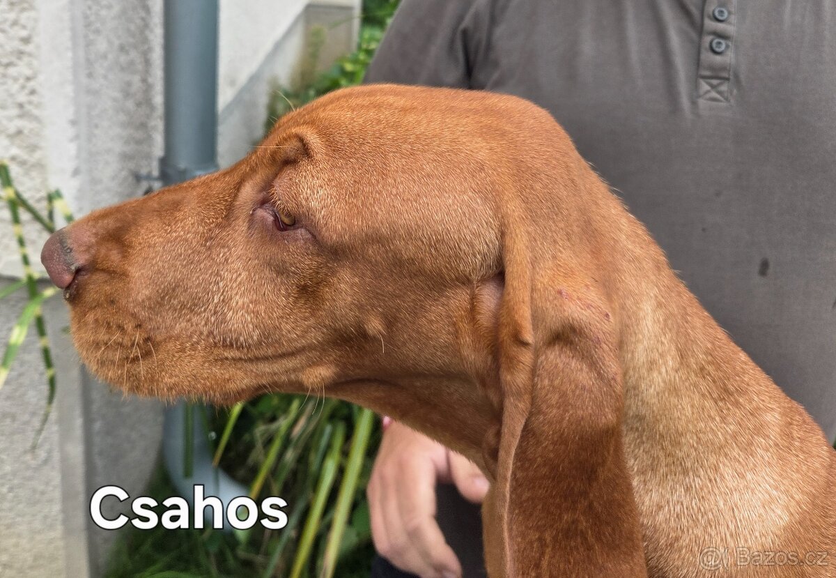 Maďarský drôtosrstý stavač-ohař - 2