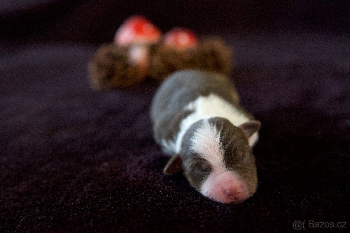 Miniaturní americký ovčák s PP (FCI) - 2