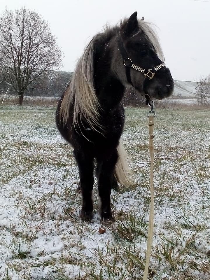 J.S Chalengers Loverboy - připouštění minihorse klisen - 2