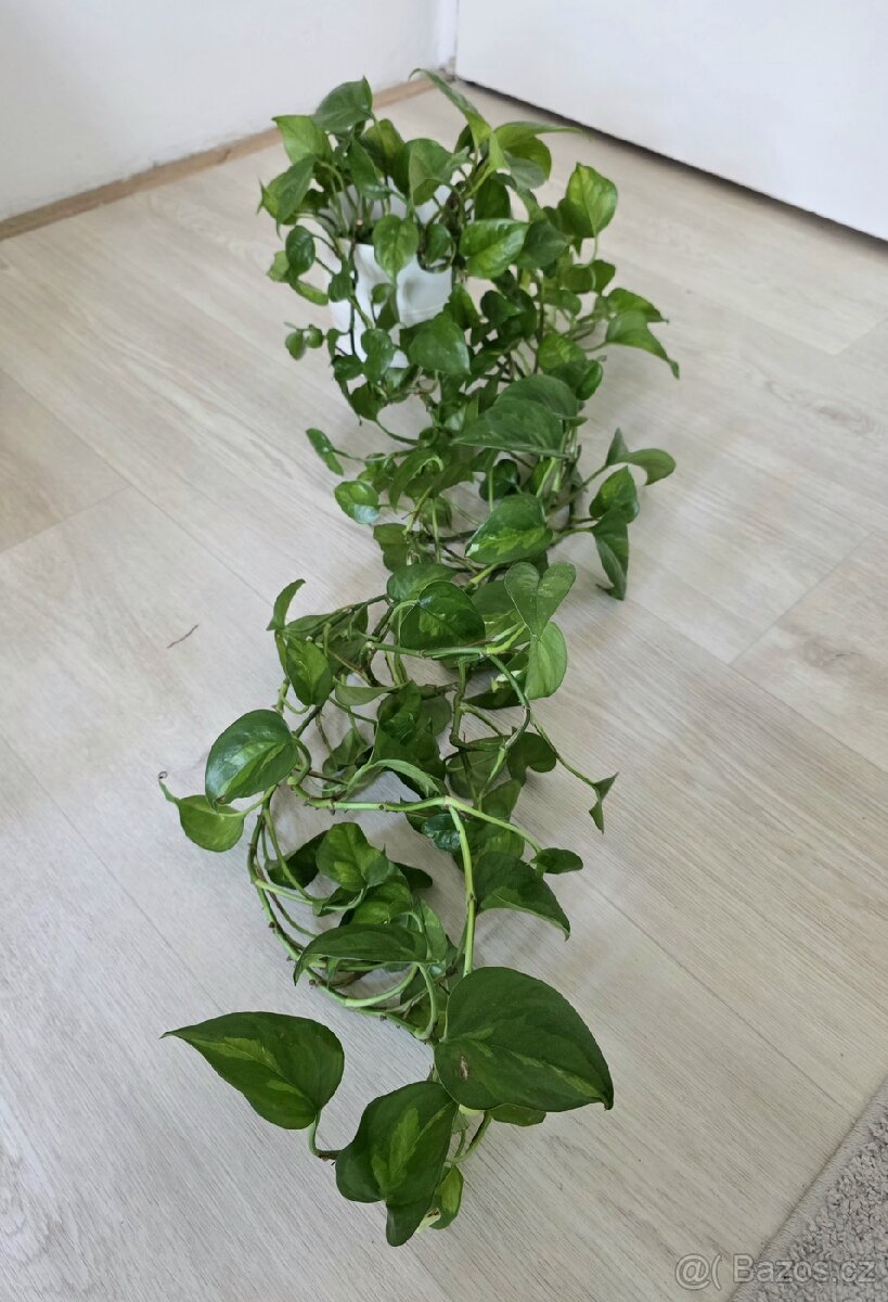 Epipremnum / Potos - 4x marble, snow queen, global, neon - 2