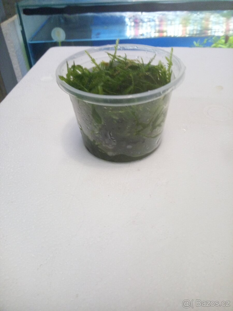 Akvarijní mech Creeping moss - Vesicularia sp. - 2