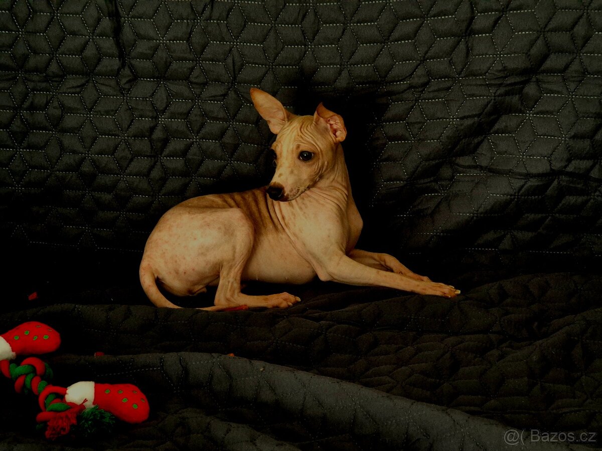 Americký bezsrstý teriér s PP /FCI/ - 2