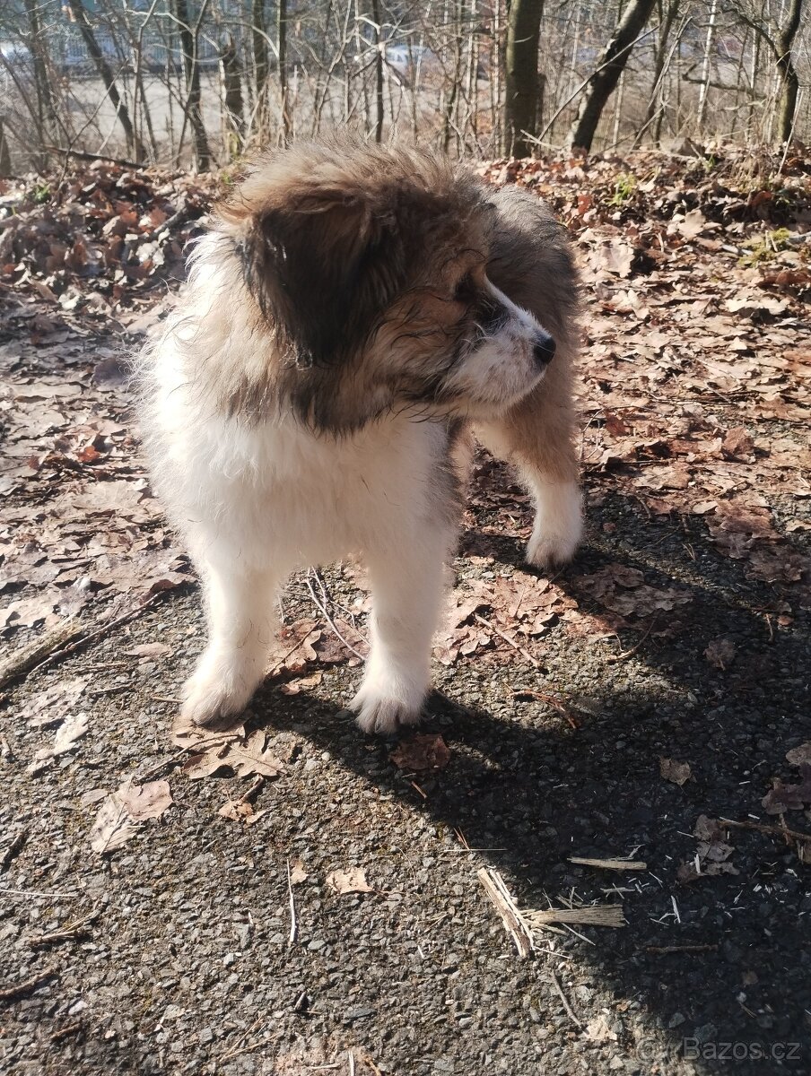 Prodám štěňátko středního vzrůstu - 2