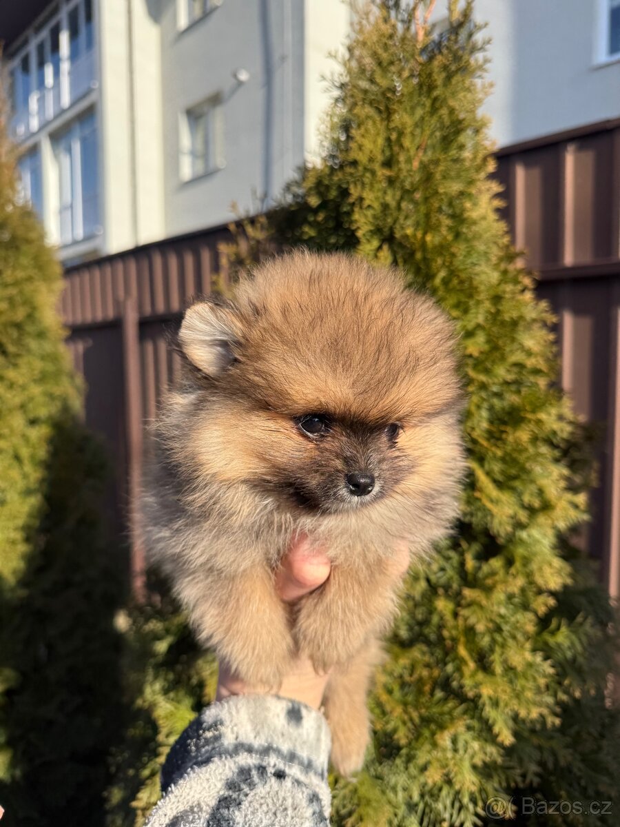Pomeranian špic - 2
