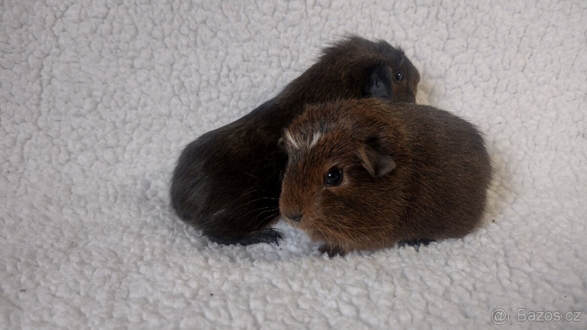 Morčátka - 2