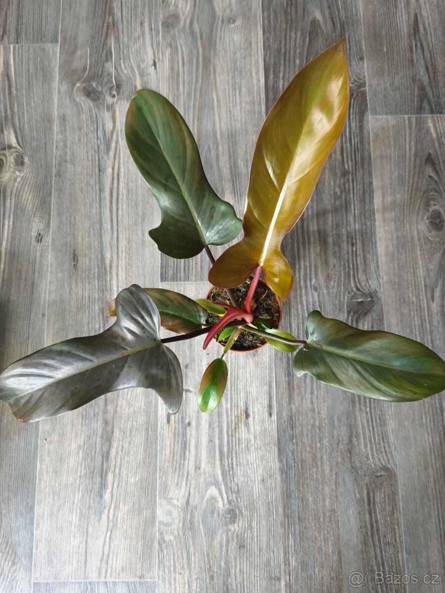 Philodendron Florida Bronze - 2