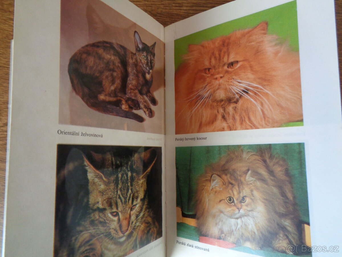 Kočky, kocouři a koťata - 2