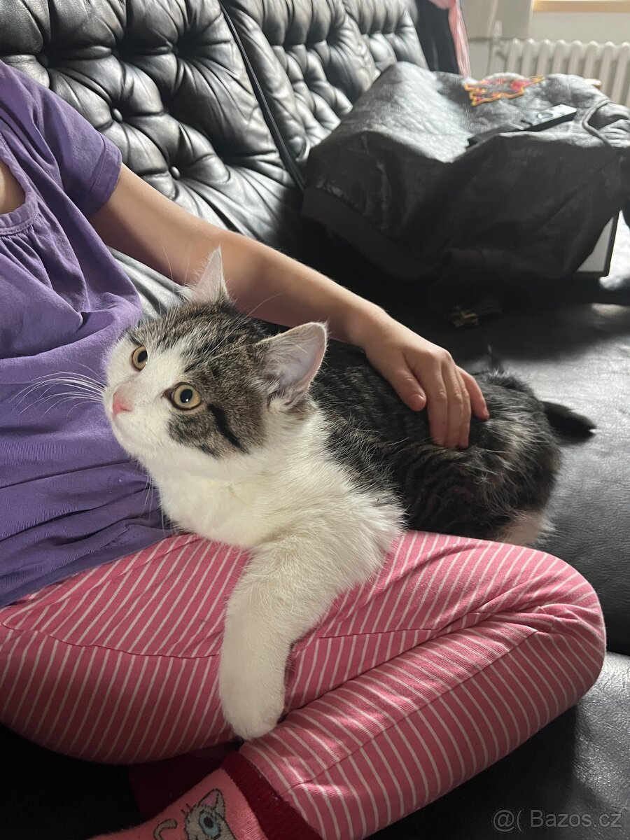 3 měsíční koťata - 2