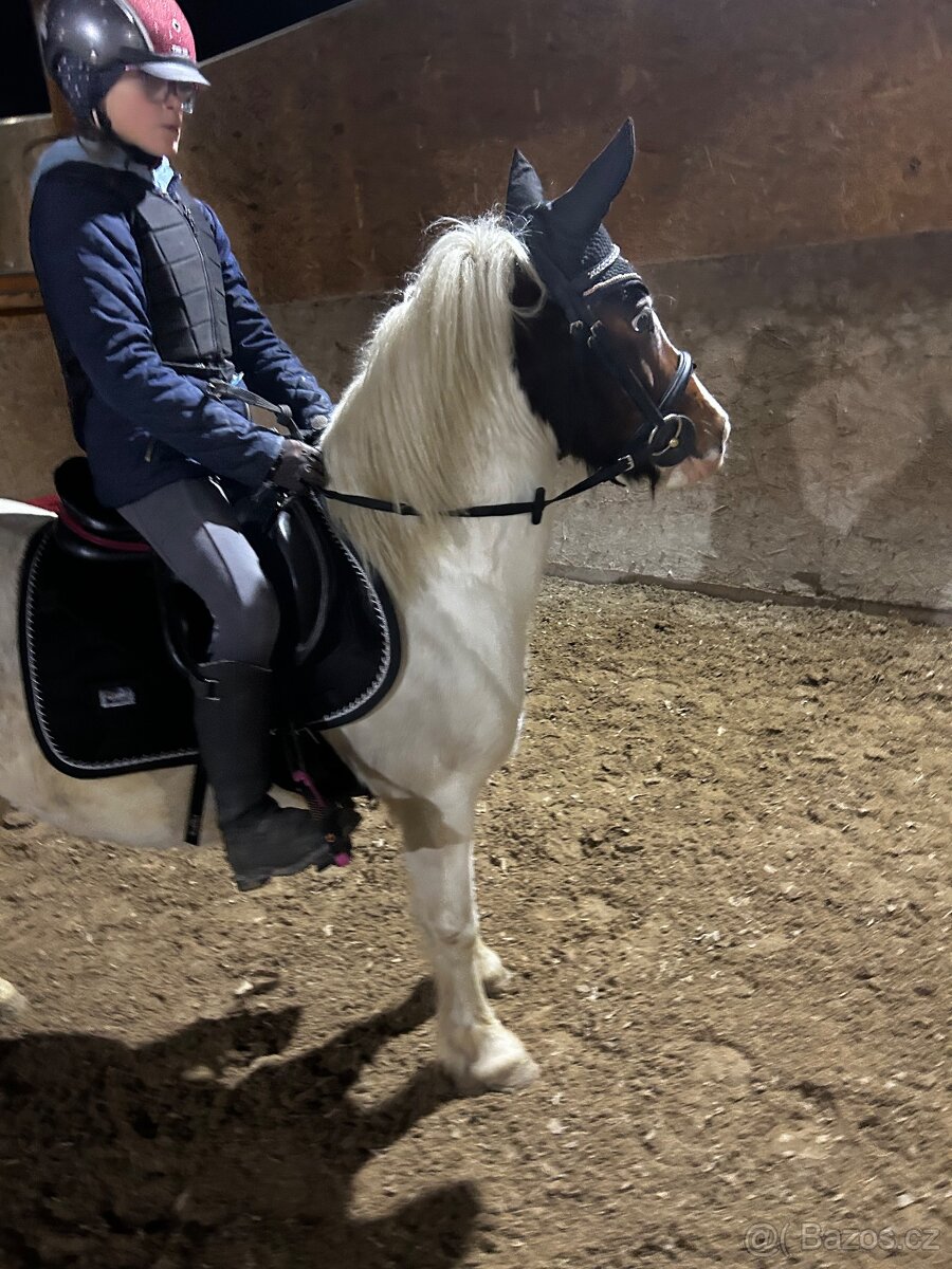 Predam pony kobylku- do rodiny, do sportu - 2