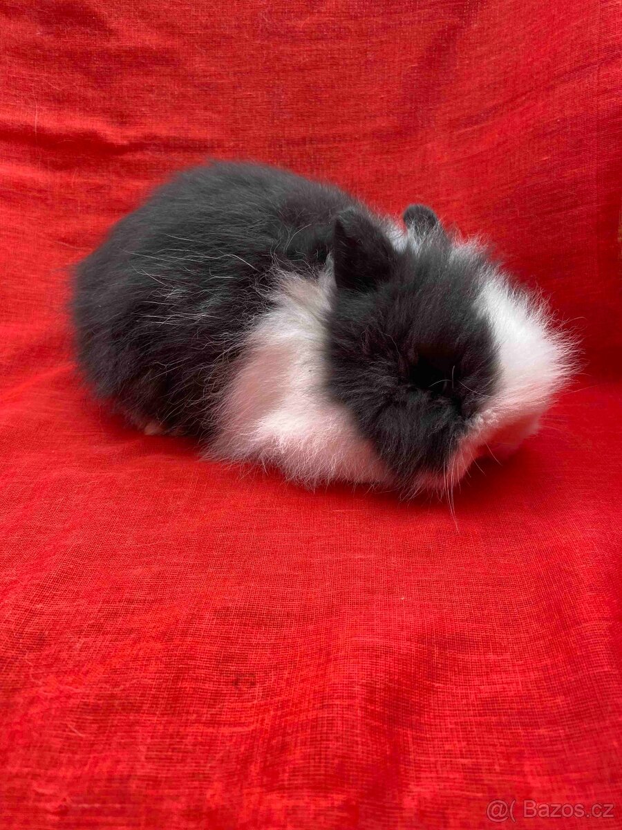 ZAKRSLÝ TEDDY KRÁLÍČEK - KRÁLÍČCI - 2