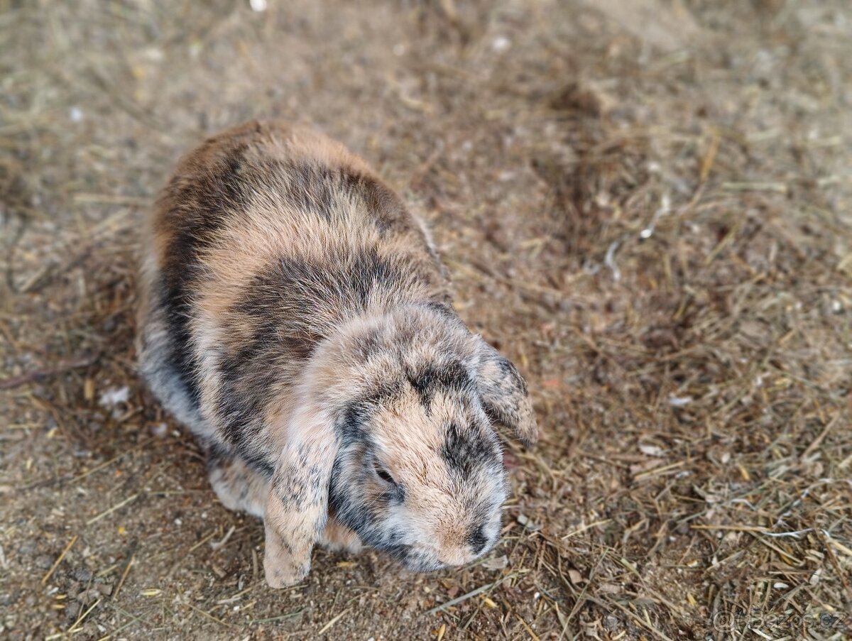 Prodám zakrslého beránka - samičku - 2