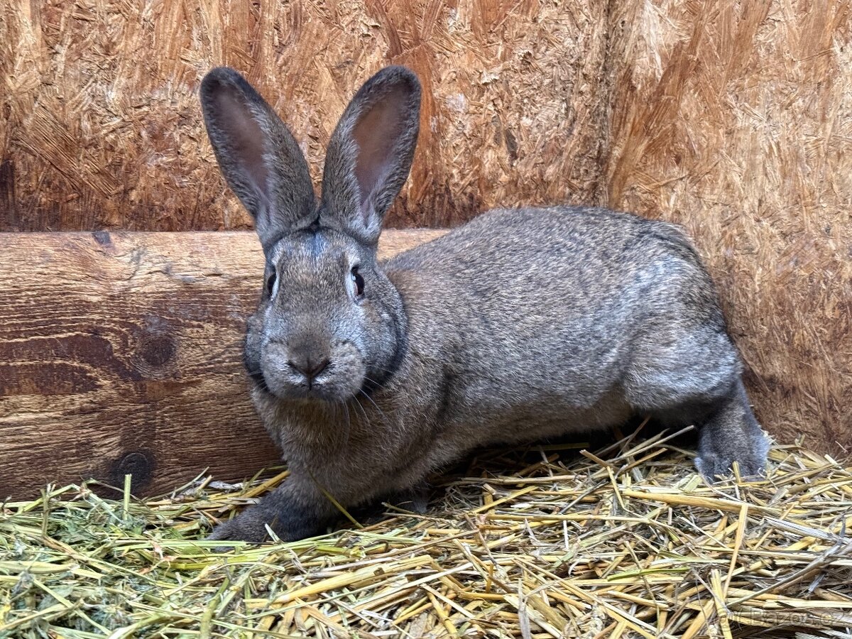 Prodám samici králíka - 2