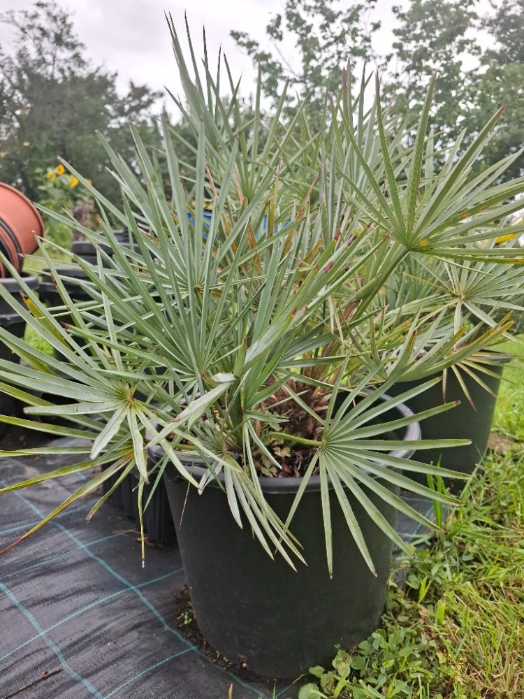 Palma chamaerops humils cerifera - 2