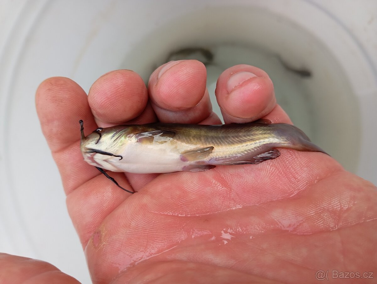 Sumeček Americký - 2