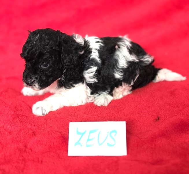 Pudl trpasličí vícebarevný s PP - 2