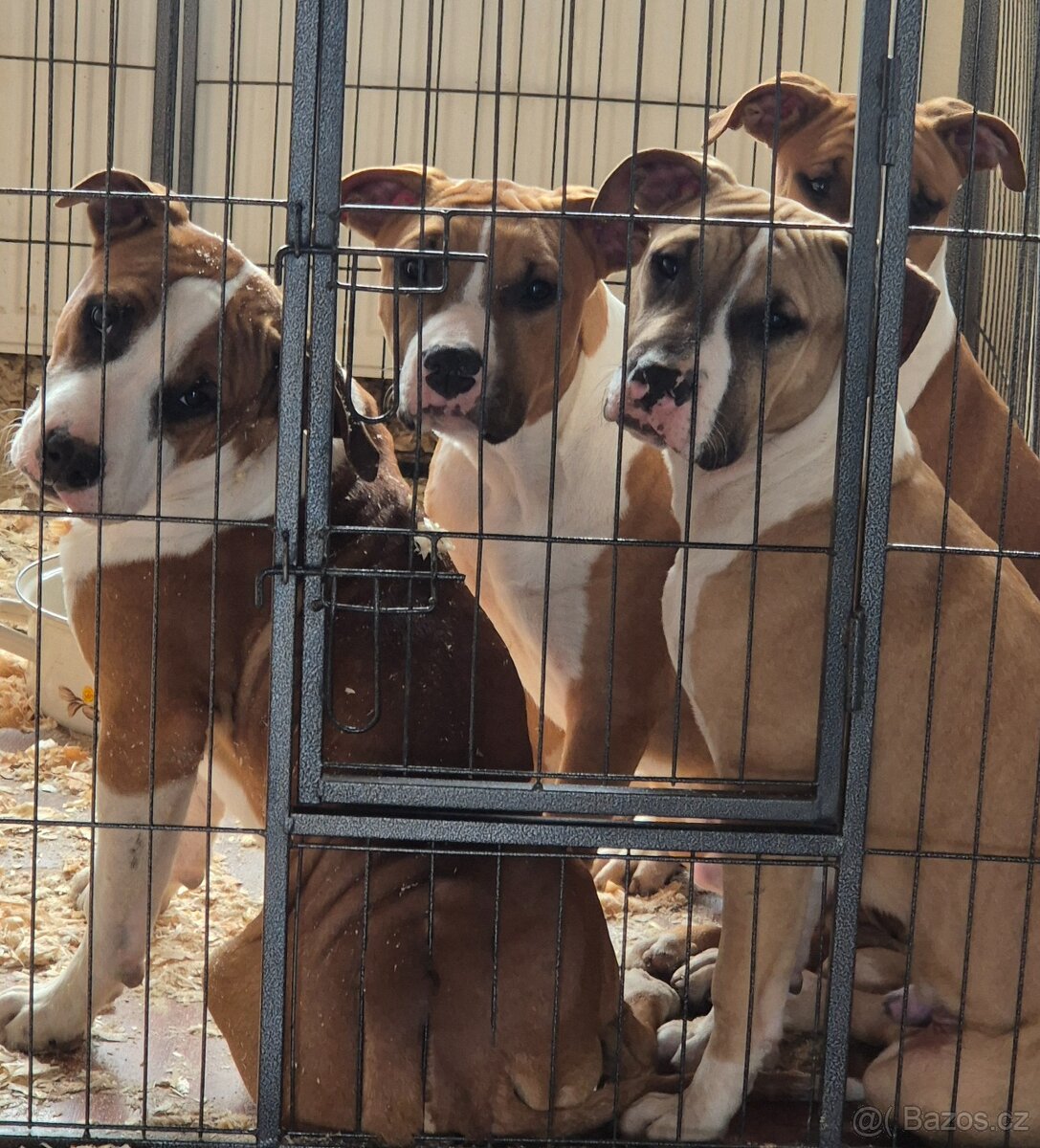 Americký stafordšírský teriér s PP - 2