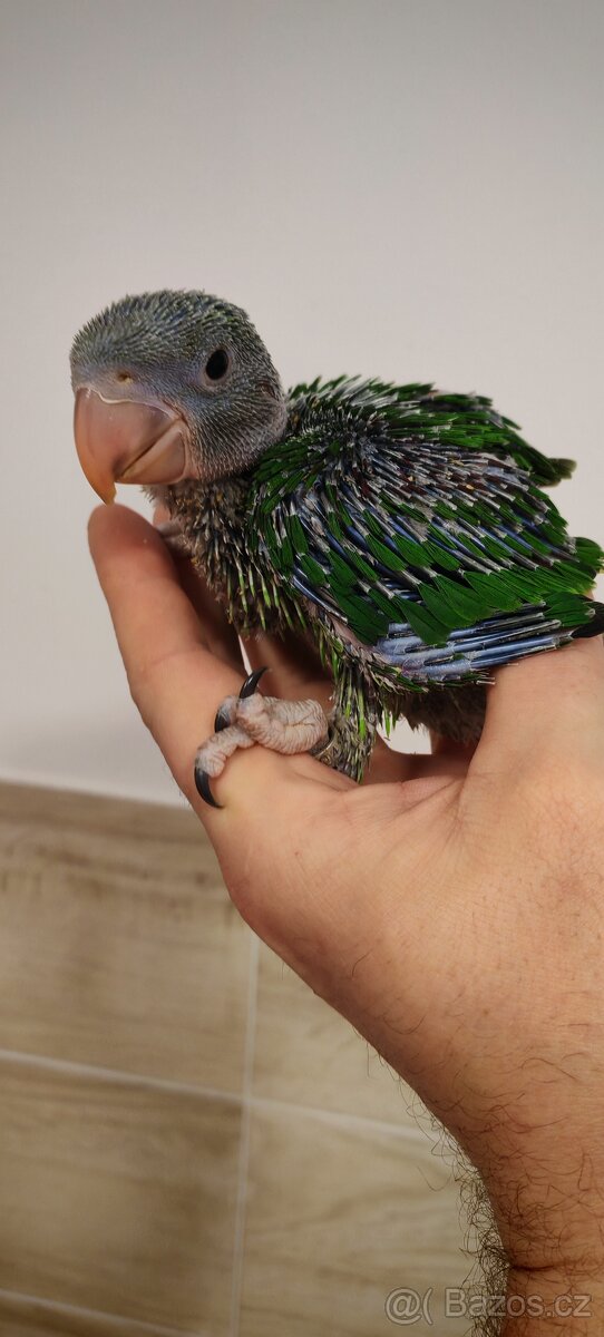 Alexandr velký, maly - 2