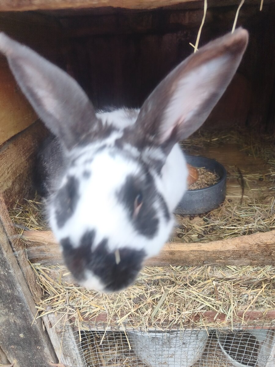 Samec Hyla strakáč - 2