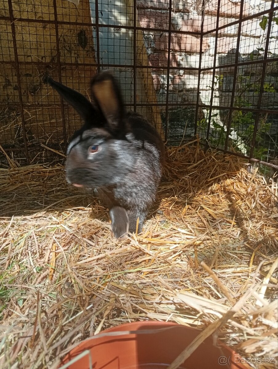 Králík mix - 2