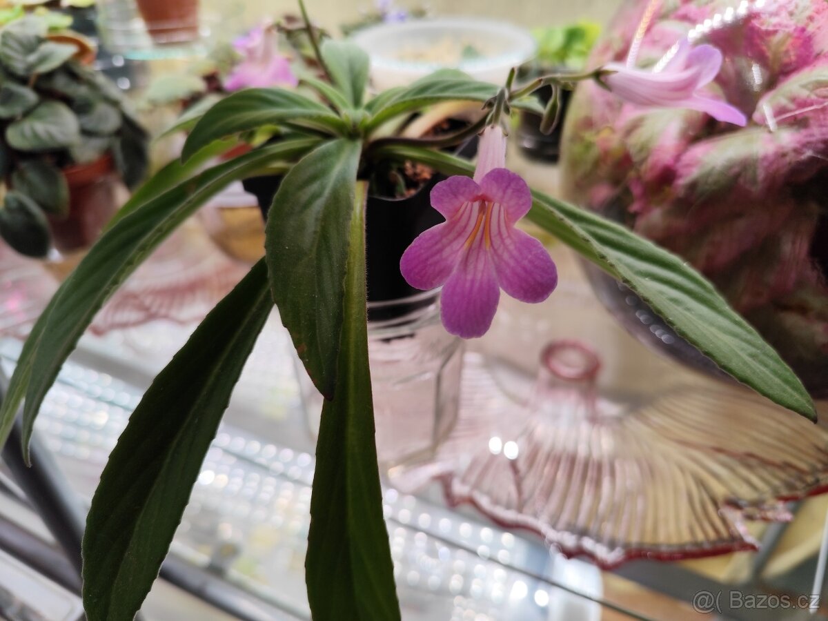 Streptocarpus ‘Little Lina’ - 2