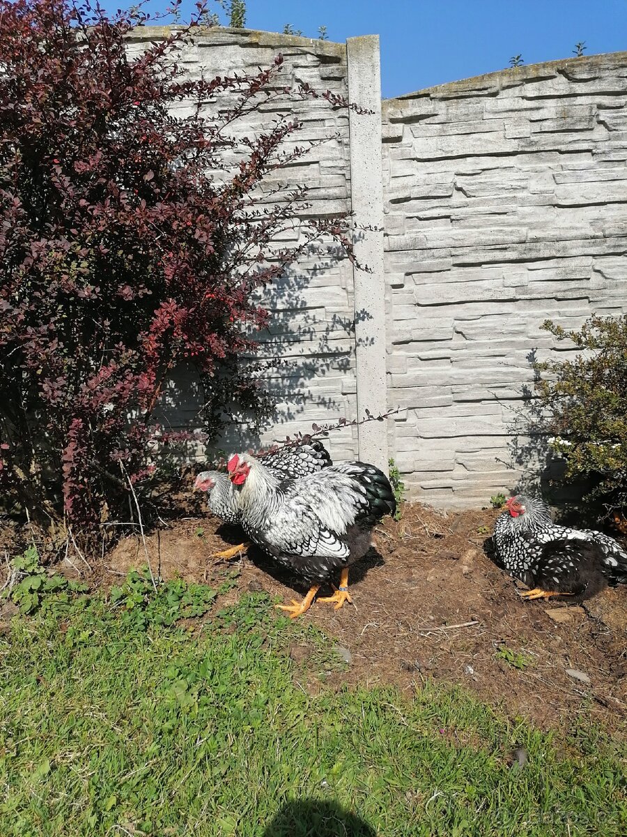 Wyandotka velká stříbrná černě lemovana - 2