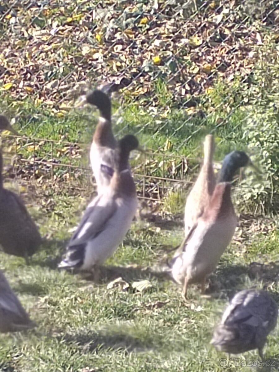 Indický běžec - 2