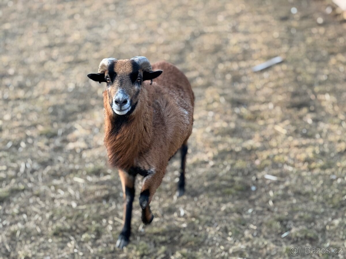 Kamerunské ovce - 2