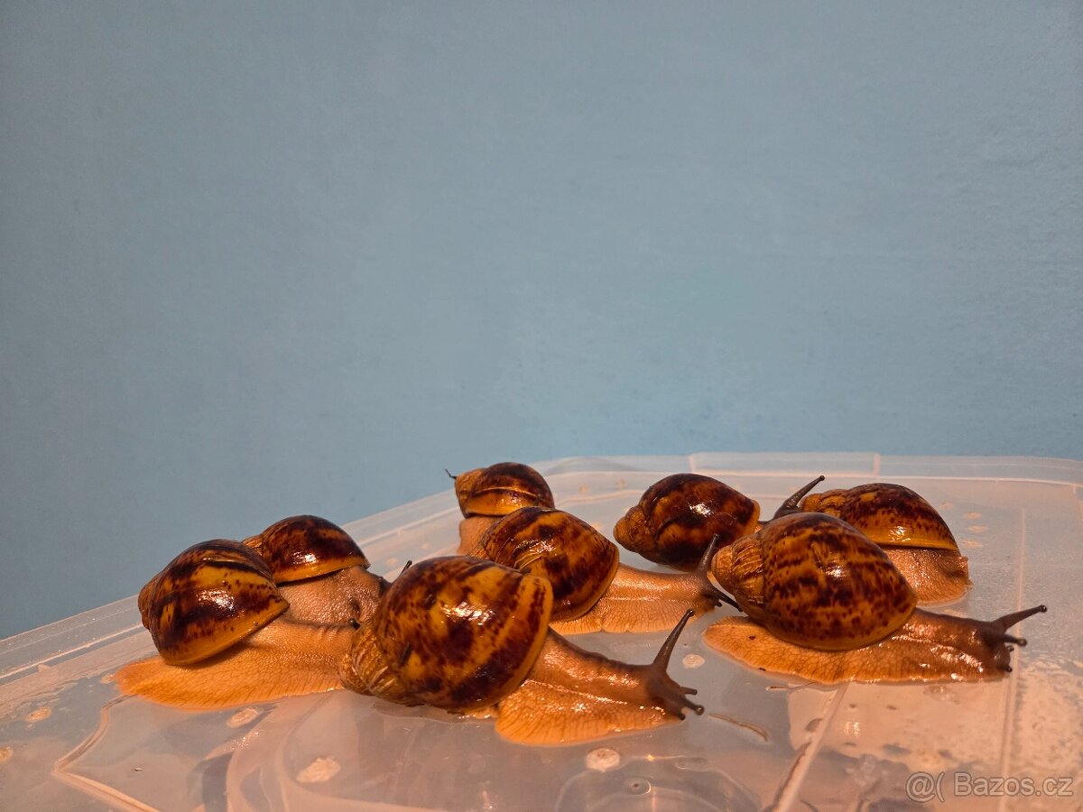 Šnek africký - 2