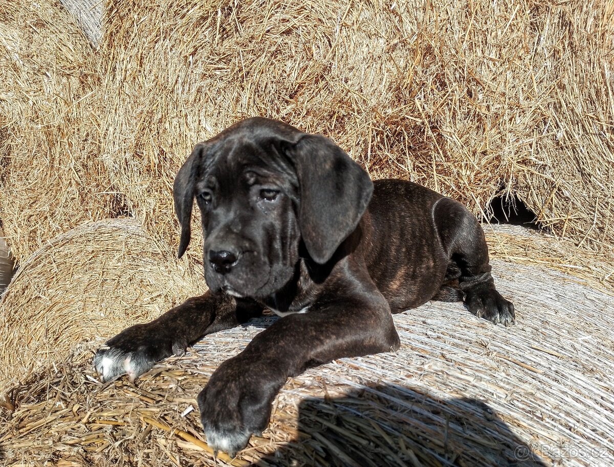 Cane Corso ihned k odběru - 2