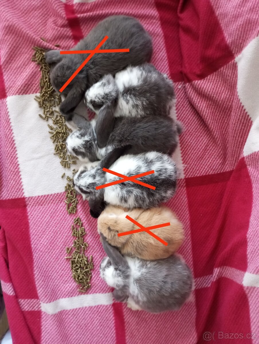 Zakrslý beránek králíček - 2