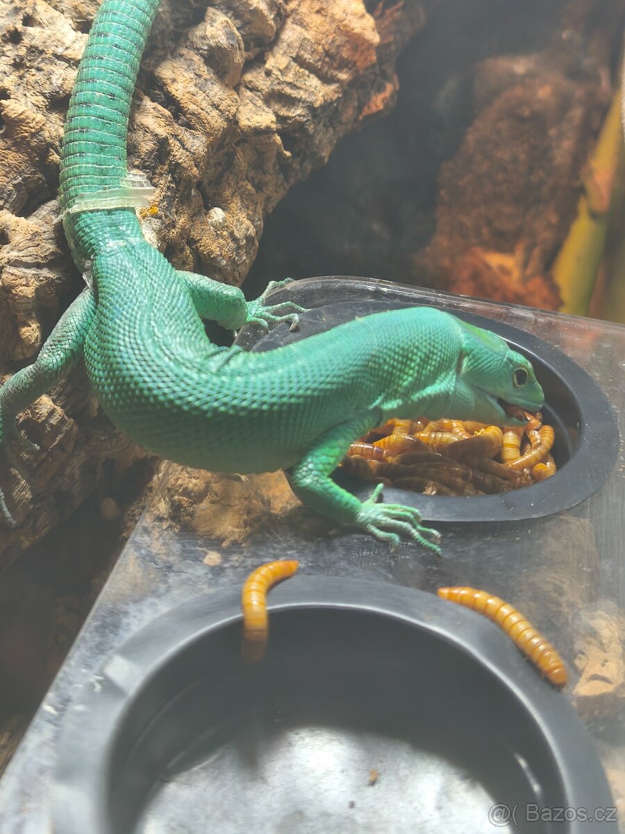 Prodám dospělý pár Gastropholis prasina - 2