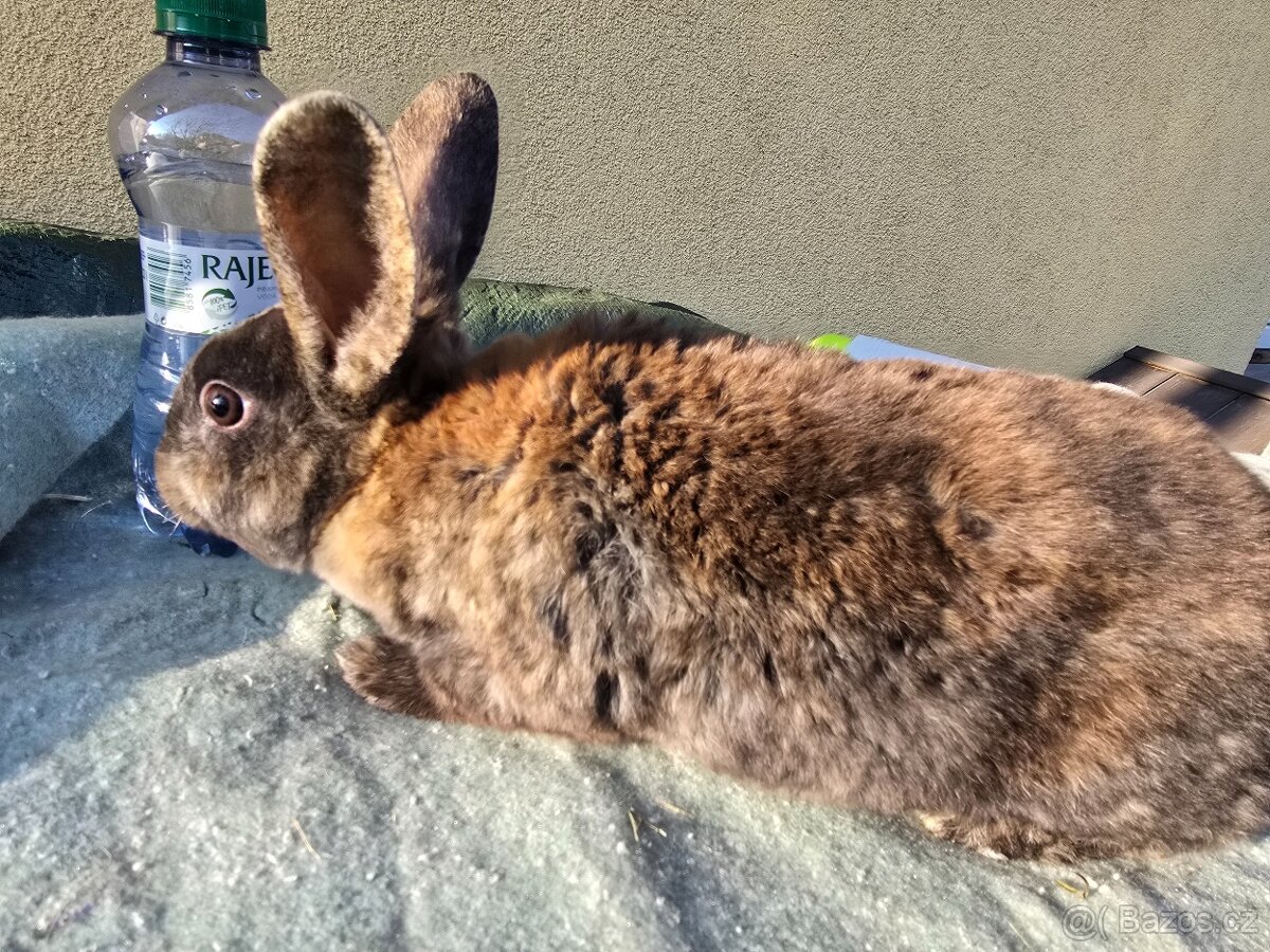 Králík Rex k odběru 5.1. - 2