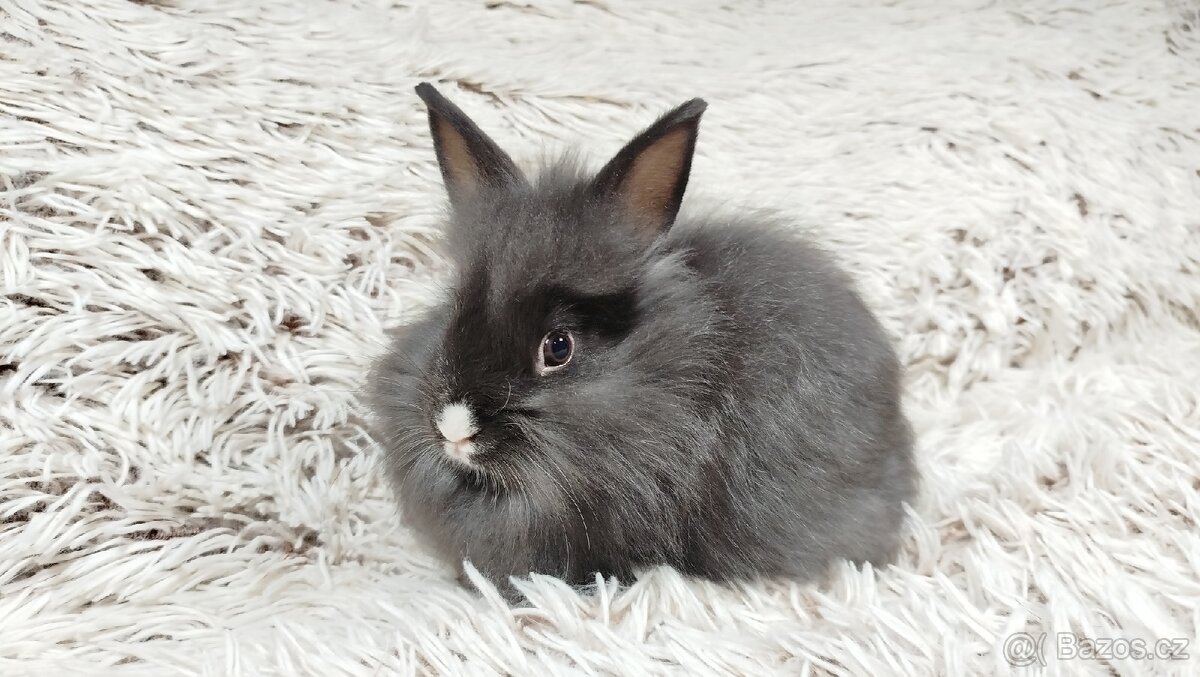 Zakrslý králík, králíček - HOLLY - 2