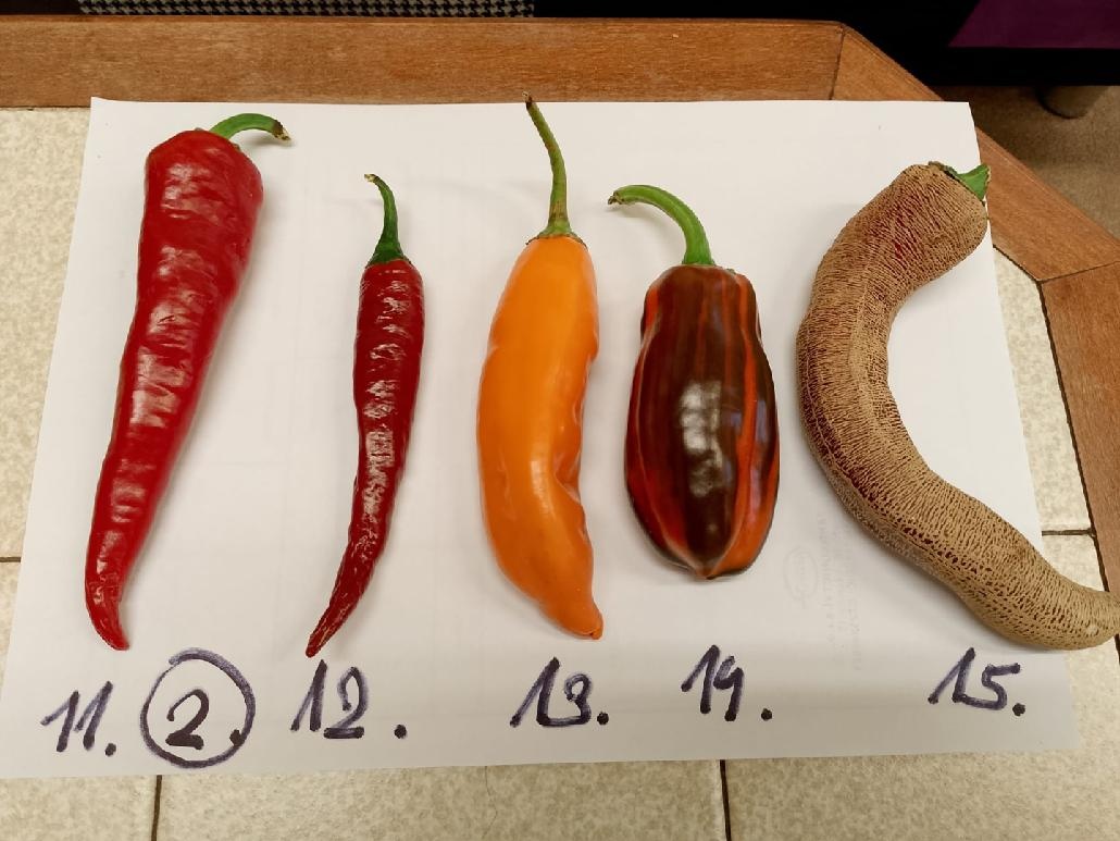 Semínka chilli papriček - zdarma - 2