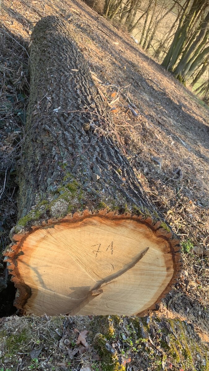 Dubová kulatina - 2