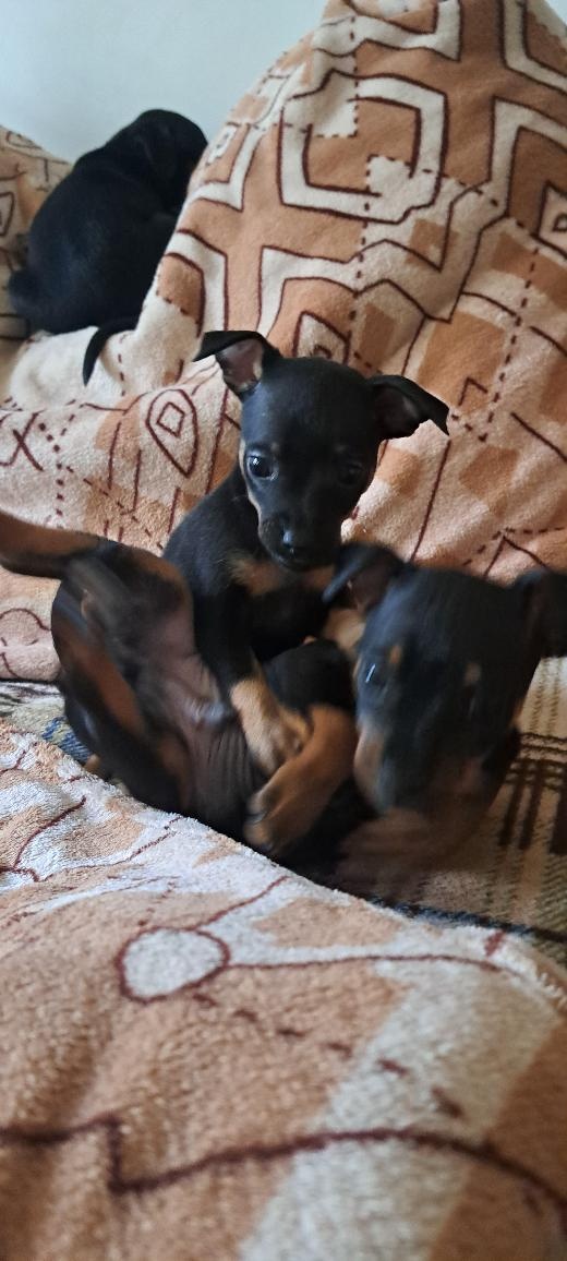 Pražský krysařík - 2