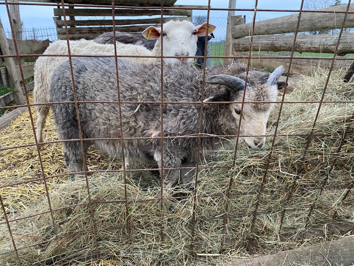 Ovce a jehňata - 2