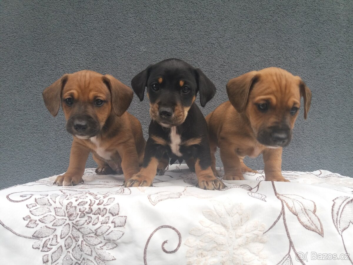 Jezevčík trpasliči - 2