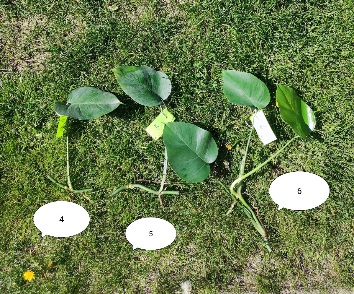 MONSTERA DELICIOSA - 2