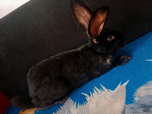 Domácí králík 4 měsíční - 2