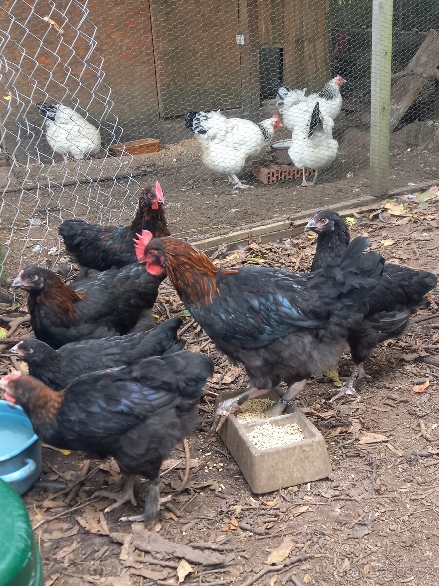 Marans měděnokrká - 2