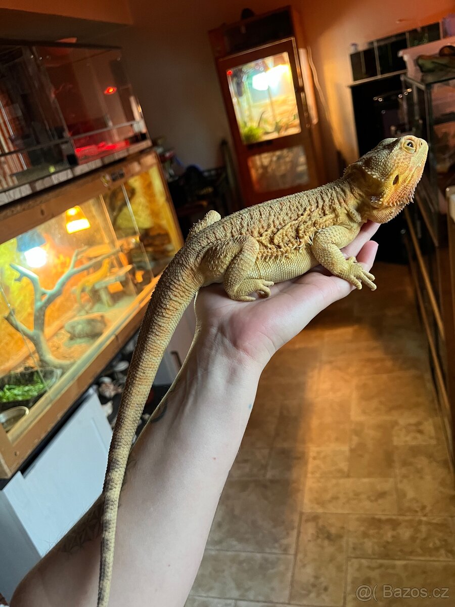 Agama vousatá samice - 2