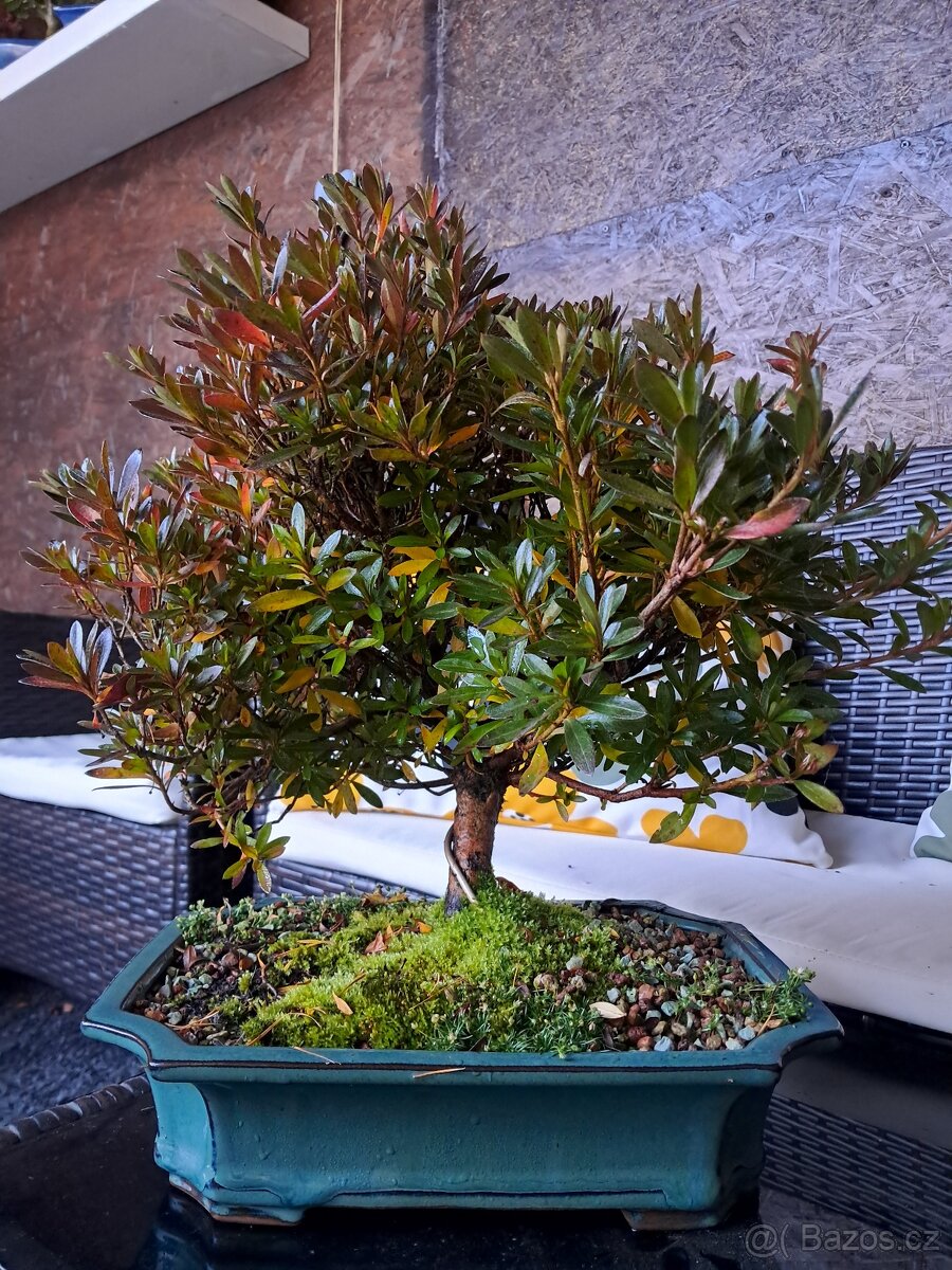 Bonsaj,bonsai Japonská Azalka - 2