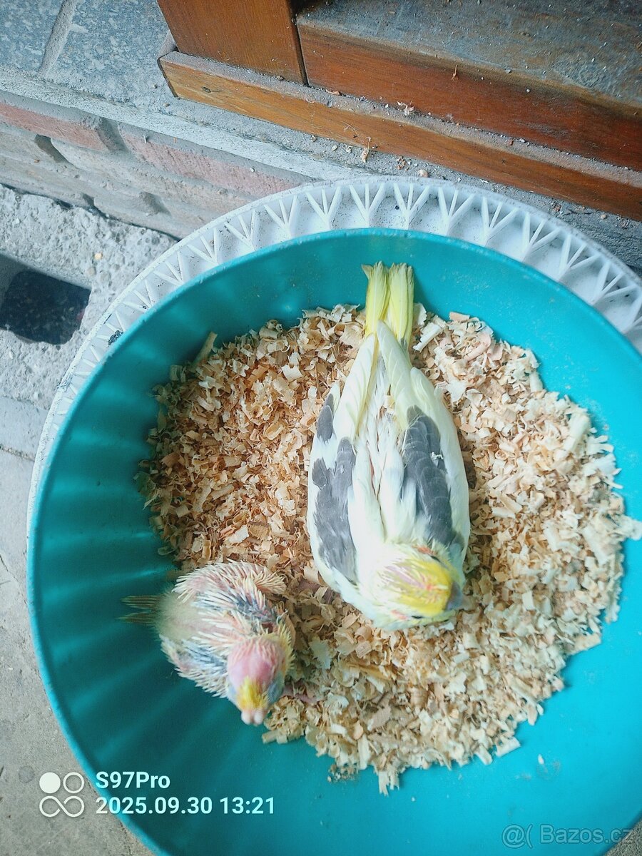 Korela chocholata - 2