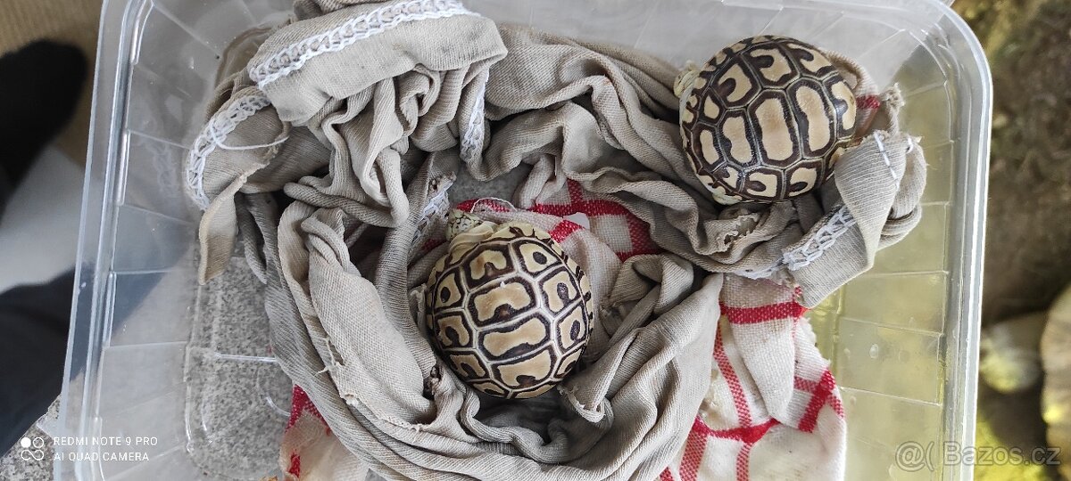 Želva pardálí - 2