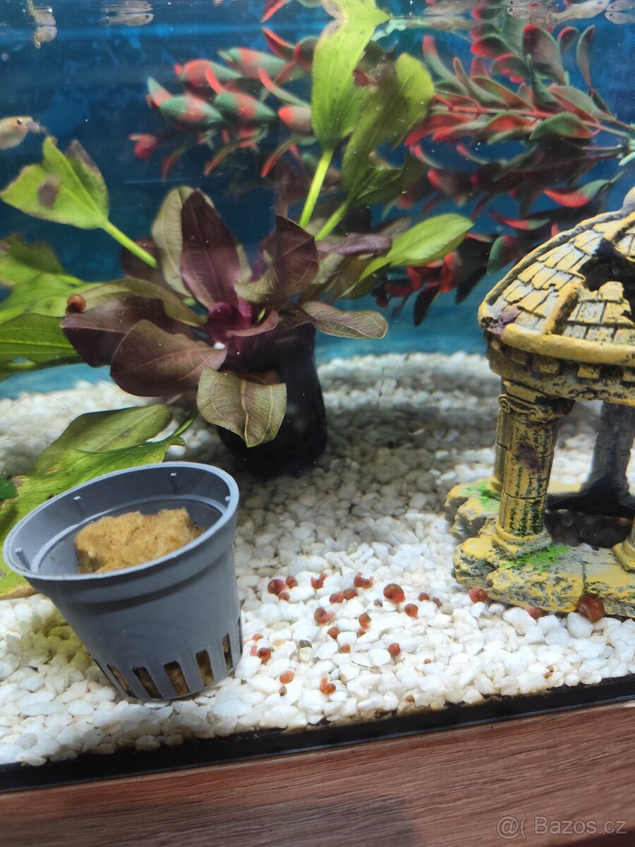 Akvarijní šneci - 2