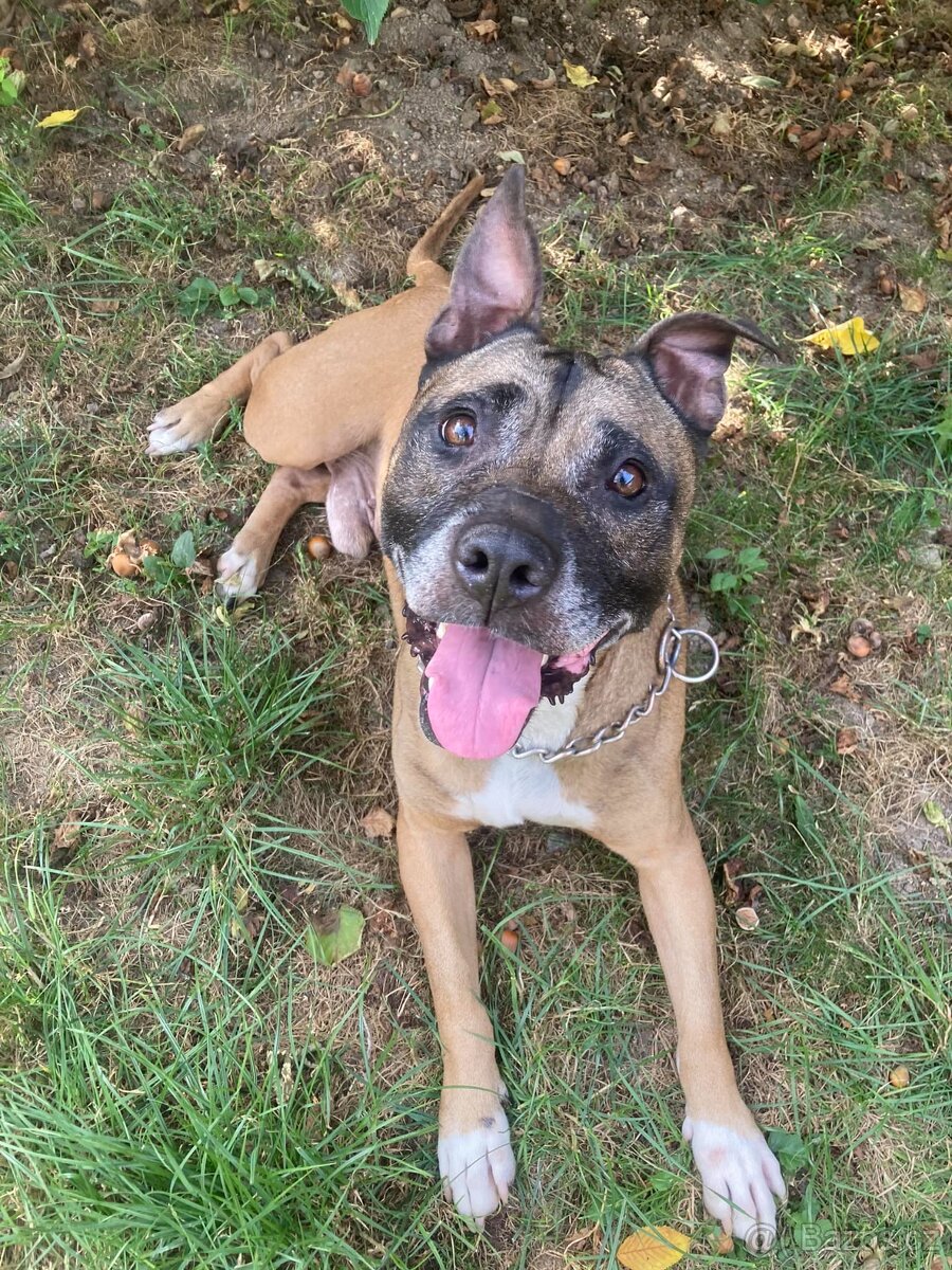 Najde kříženec staforda domov? - 2