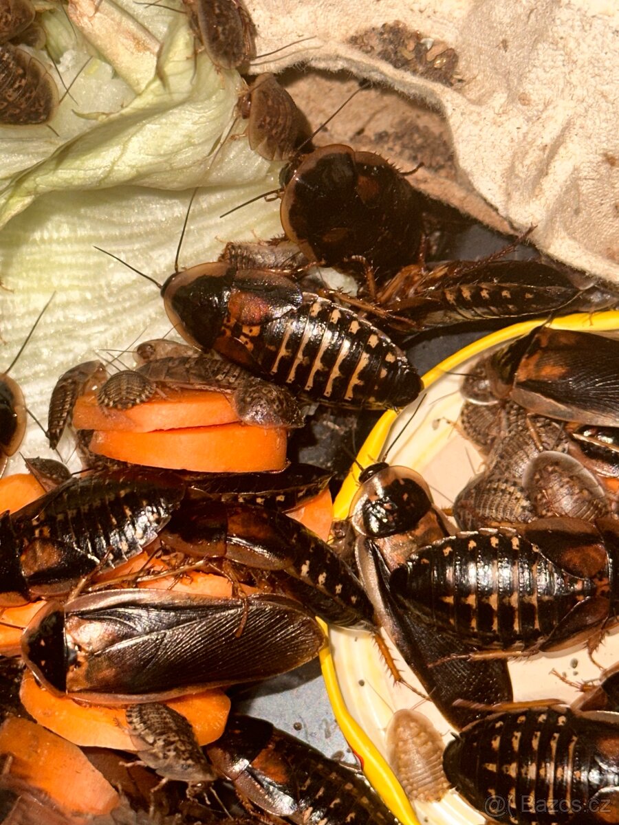 Šváb argentinský- krmní švábi - 2