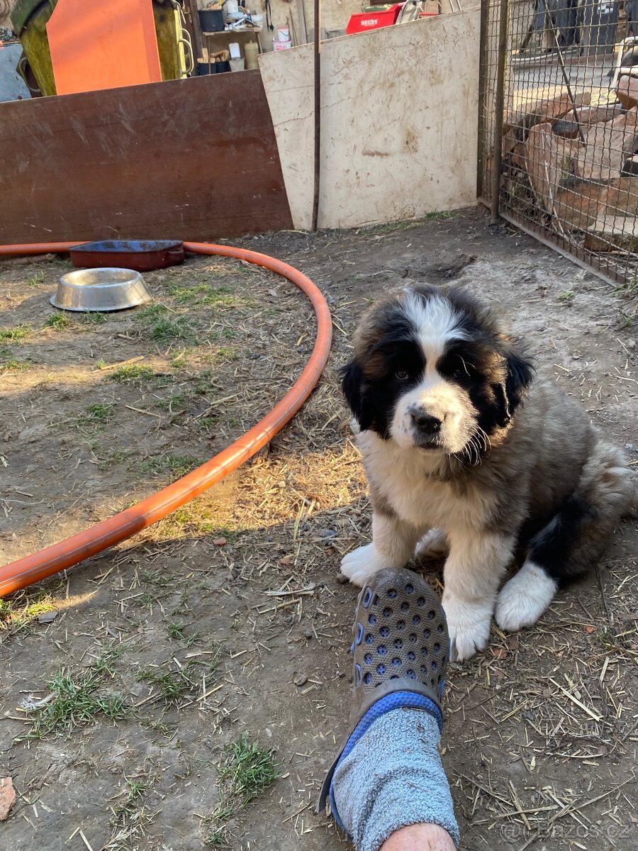 kavkazský pastevecký pes - 2